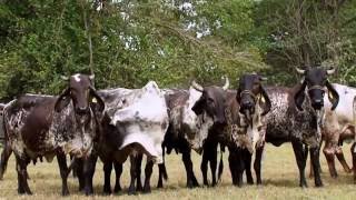 EMPRESARIOS DEL CAMPO TOUR MEXICO 2016 GANADERIA EL PORVENIR - LAS HIGUERAS 04/06/2016