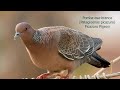 POMBA-ASA-BRANCA (PATAGIOENAS PICAZURO), PICAZURO PIGEON, POMBA-CARIJÓ, Pomba-verdadeira.