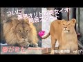 ついに会えた!同居スタート💞近くに行きたいライオンのオリトと怯えるイオ@旭山動物園vol.47/Start living together💞 lion!