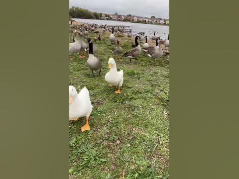 duckies shorts