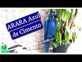 DIY- RECICLE SEMPRE ! Como fazer uma Arara Azul de Cimento