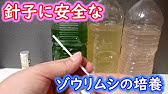 ミジンコの増やし方 バケツとペットボトルで永久機関に Youtube