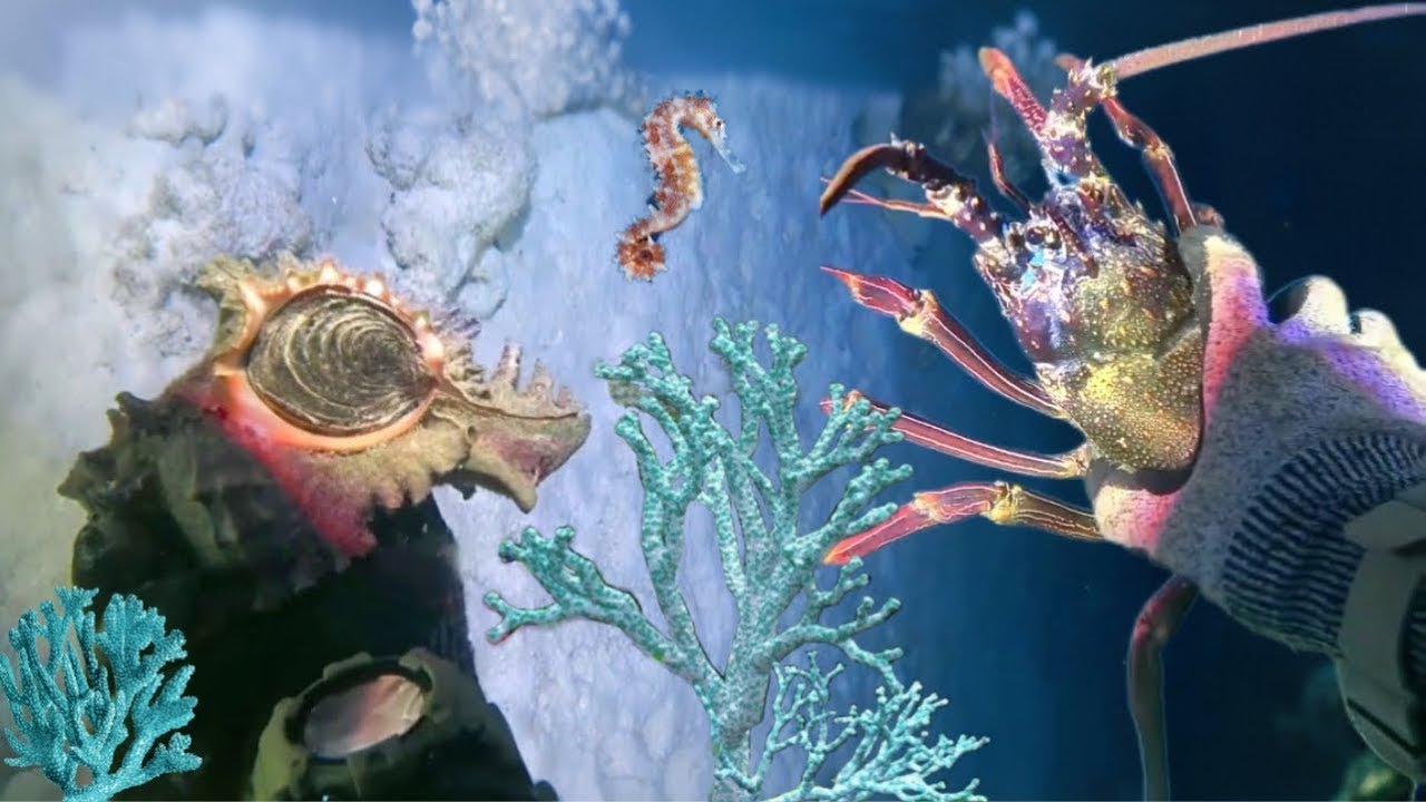 Night Diving Seafood - Catching Lobster, Crab, Flash Shrimp, And Eel102