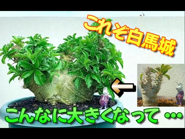パキポディウム サンデルシー 白馬城 現地球 デカデカ株 発根済み 植物