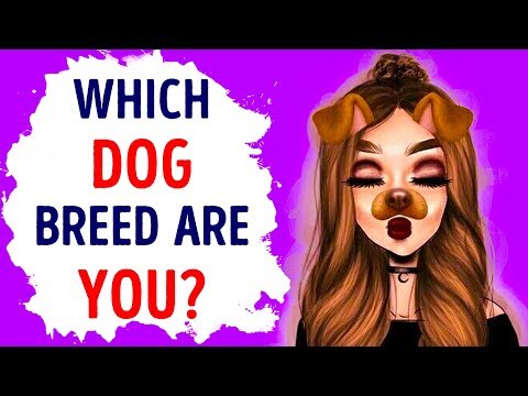 Wideo: Wonder What Dog Breed You Be Be? Ta aplikacja Ci powie!