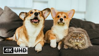 Relaxing Dog and Cat Videos with Piano Melodies: Harmony of Fur and Keys | 4K Videos
