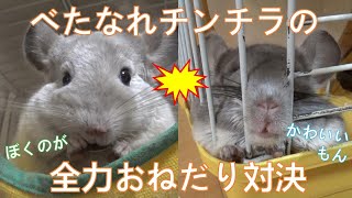 【チンチラ】べたなれチンチラさんのイキナリおねだり対決【chinchilla】