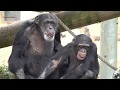 Dec 2019 Tama zoo chimps #9.2 Gin's reconciliation