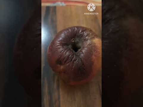 التفاحه الفاسده وصديق السوء صديقك صديق السوء
