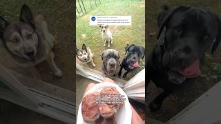 Video Thumbnail for Feeding WILD WOLVES raw meat 🐺😱🐶🥩