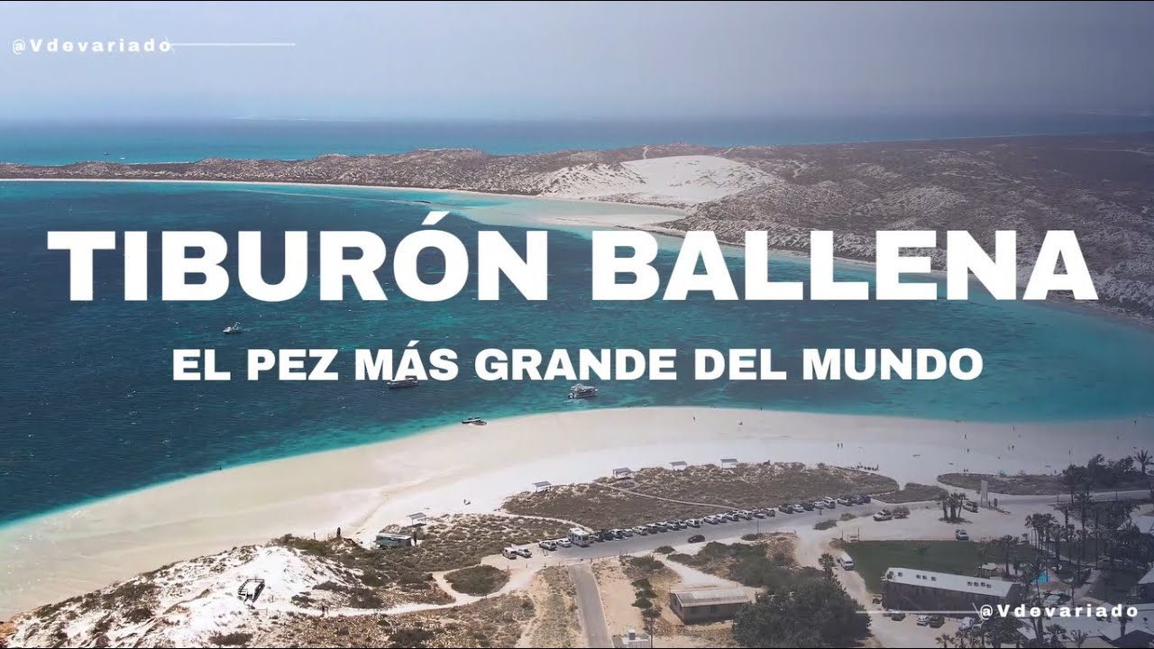 WHALE SHARK | DOCUMENTARY