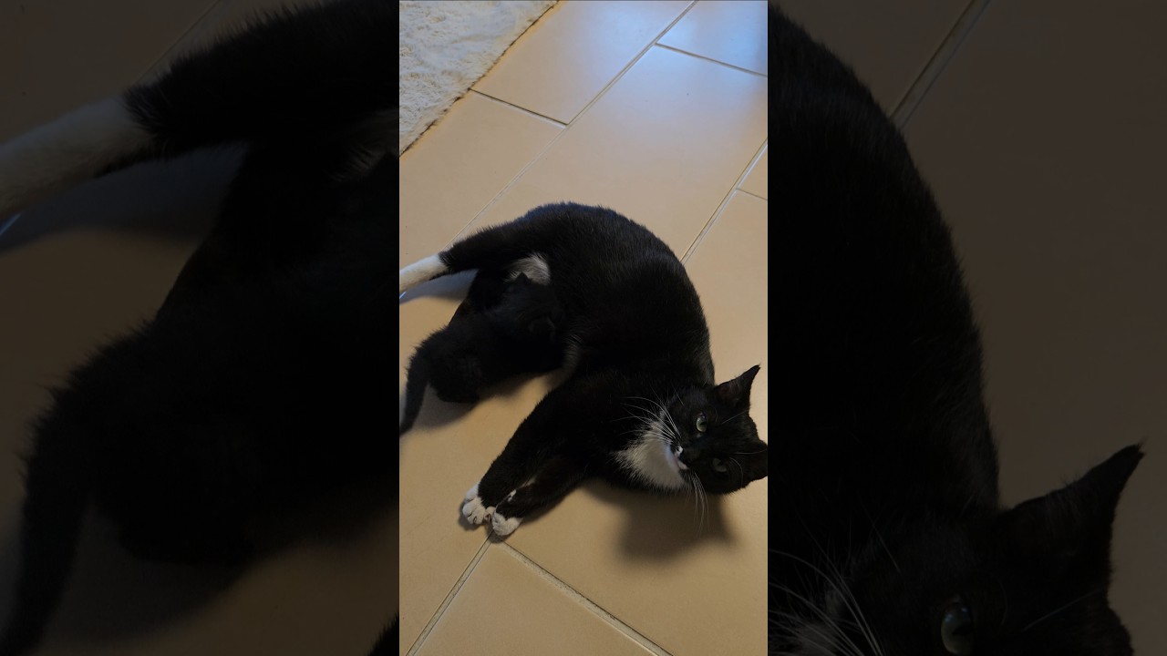 кисуууун с мелким 