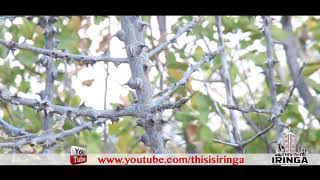 Huu Ndo Mti Wa Mkunungu,Mboga Asili Ya Wahehe