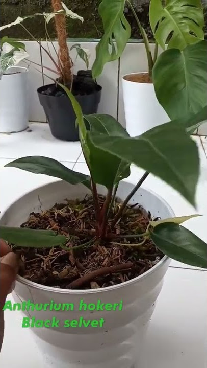 Anthurium Hokeri Black Selvet #AnthuriumBlack #BlackSelvet #AnthuriumMahal