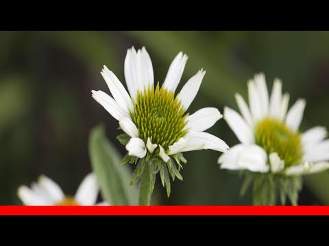 Video: Jedinečná Echinacea