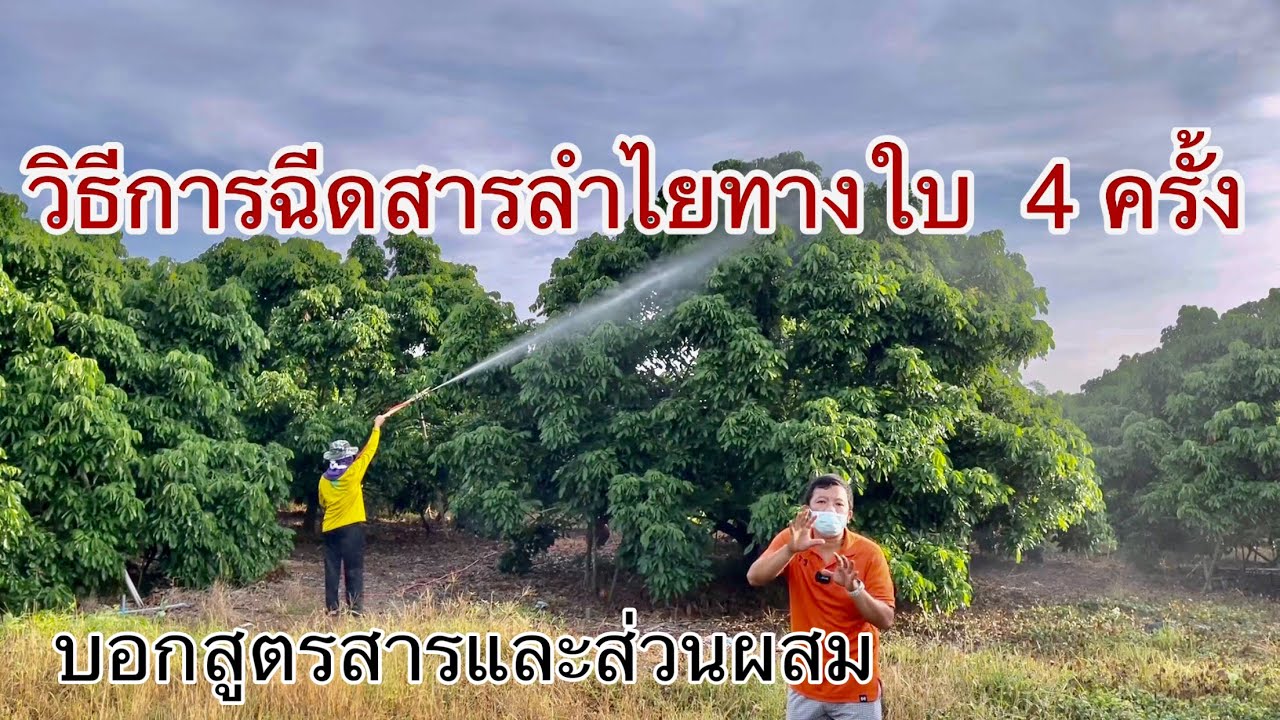 สูตรสารลำไย และวิธีฉีดสารลำไยทางใบ