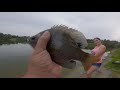 Gonzo Goes Fishing Ep 6 - Catching Fat Bluegill and Some Mystery Cichlids in South Florida