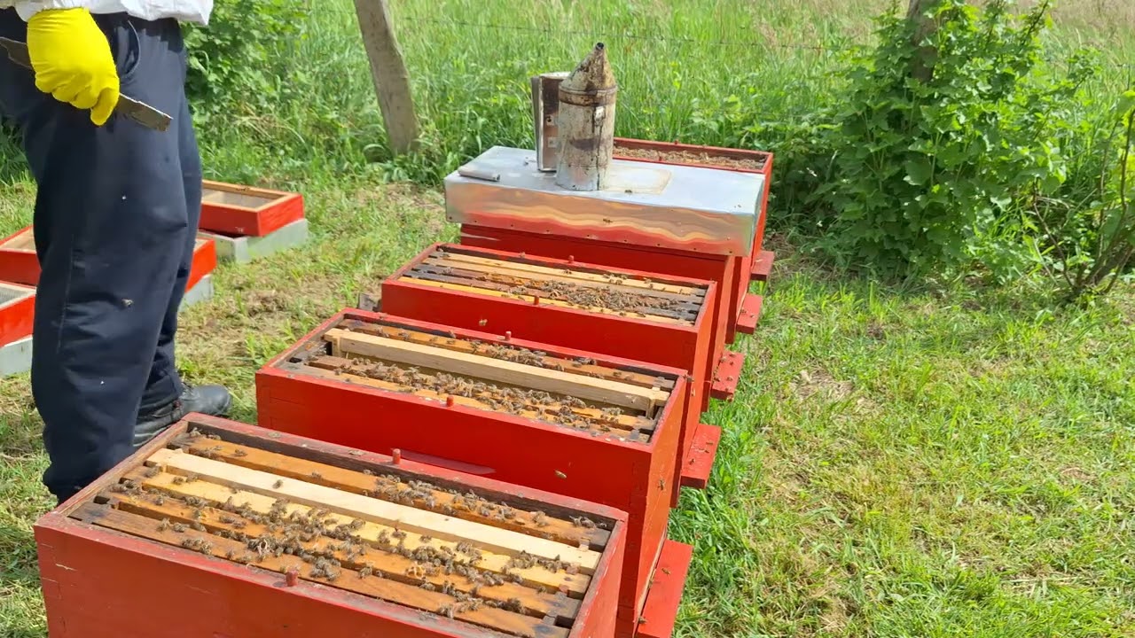 Prvi vještački rojevi u 2025 godini.