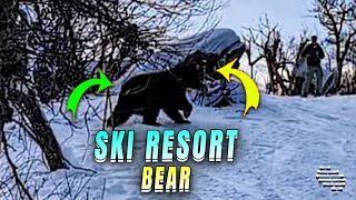 Skiers Encountering a Black Bear at a Ski Resort