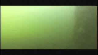 The Seal That Steals Crab-Trap Bait At Ambleside Pier.