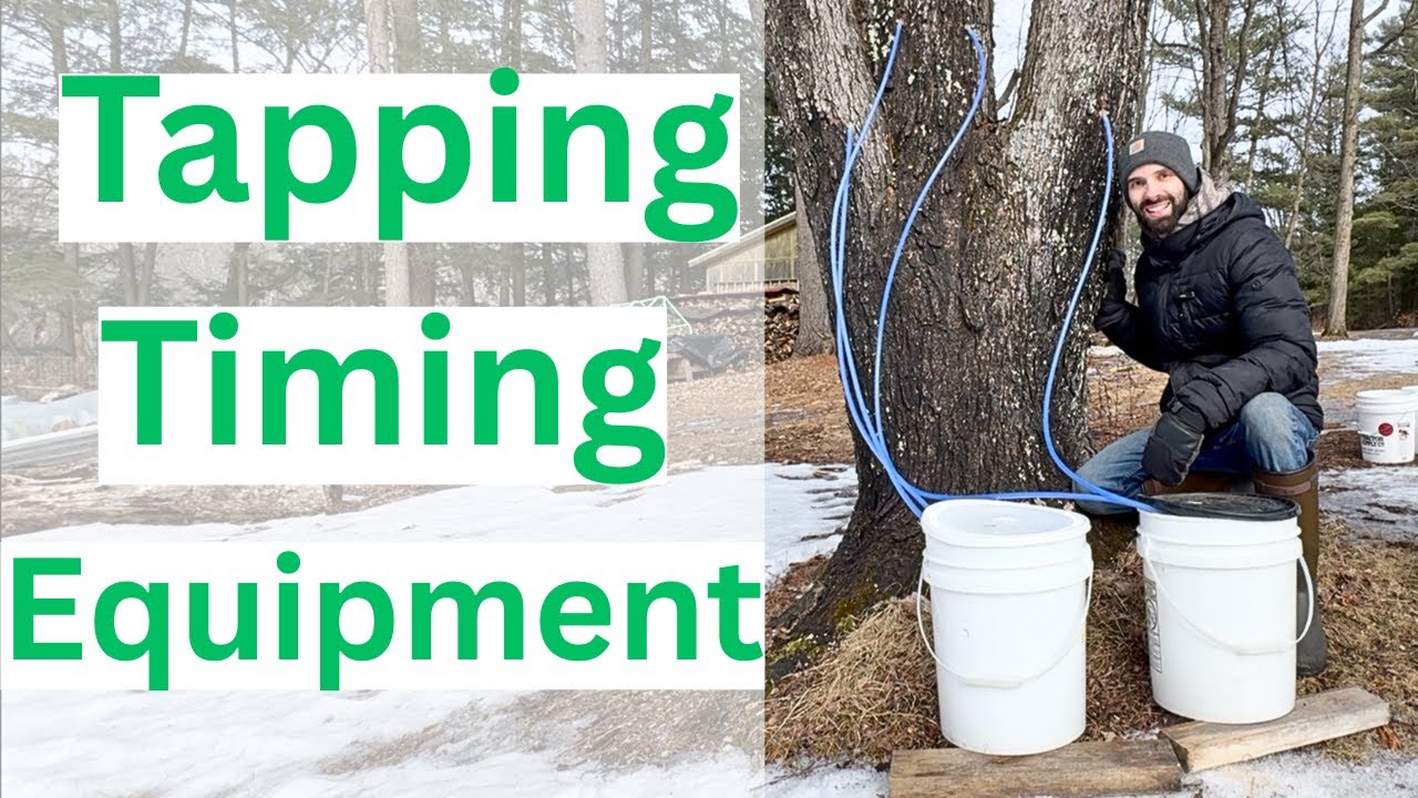 Maple Syrup - What Trees, When, How, Using Cheap, Basic Equipment