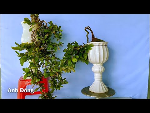 Video Mai trồng từ rễ không cần uốn - youtube