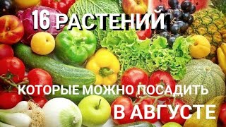 Что можно посадить в августе. ч.1.