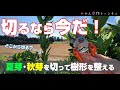 【10月中旬】みかんの木の不必要な枝を剪定する/みかんの栽培方法
