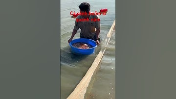 Sỉ cá cánh buồm nhiều màu sắc.số lượng có quanh năm luôn ạ