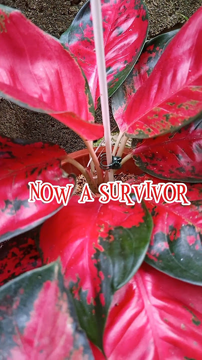 SUKSOM AGLAONEMA PROPAGATION SUCCESSFUL #aglaonemacollections #aglaonema #plantlover