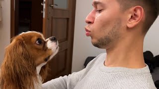 Dog's reaction to being kissed || Cavalier King Charles Spaniel