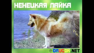 Ненецкая лайка Ненецкая лайка