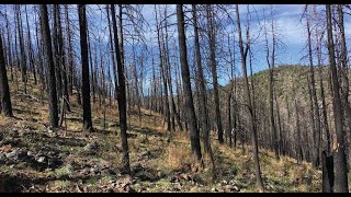 Temporal changes in rainfall intensity-duration thresholds debris flows in recovering burned area