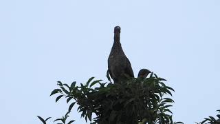 Speckled chachalaca (Ortalis guttata), Aracuã-pintado