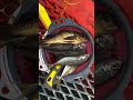 5/22須磨海釣り公園釣果です。【フィッシングマックス神戸ハーバー店】
