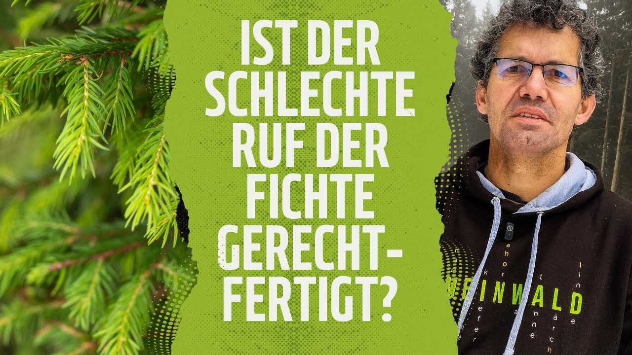 🌲Ist der schlechte Ruf der Fichte gerechtfertigt? 🎉GEWINNSPIEL