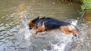 German Shepherd's jumping to deep water/Owczarek Niemiecki skacze do głębokiej wody