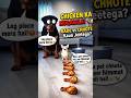 Funny Dog Reactions: Chihuahua vs Rottweiler Edition 🐕💨 #shorts