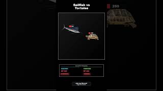 Sailfish vs Tortoise