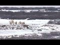 PBI Explore Tundra Buggy One-    Too cute!  Polar Bear triplets!!