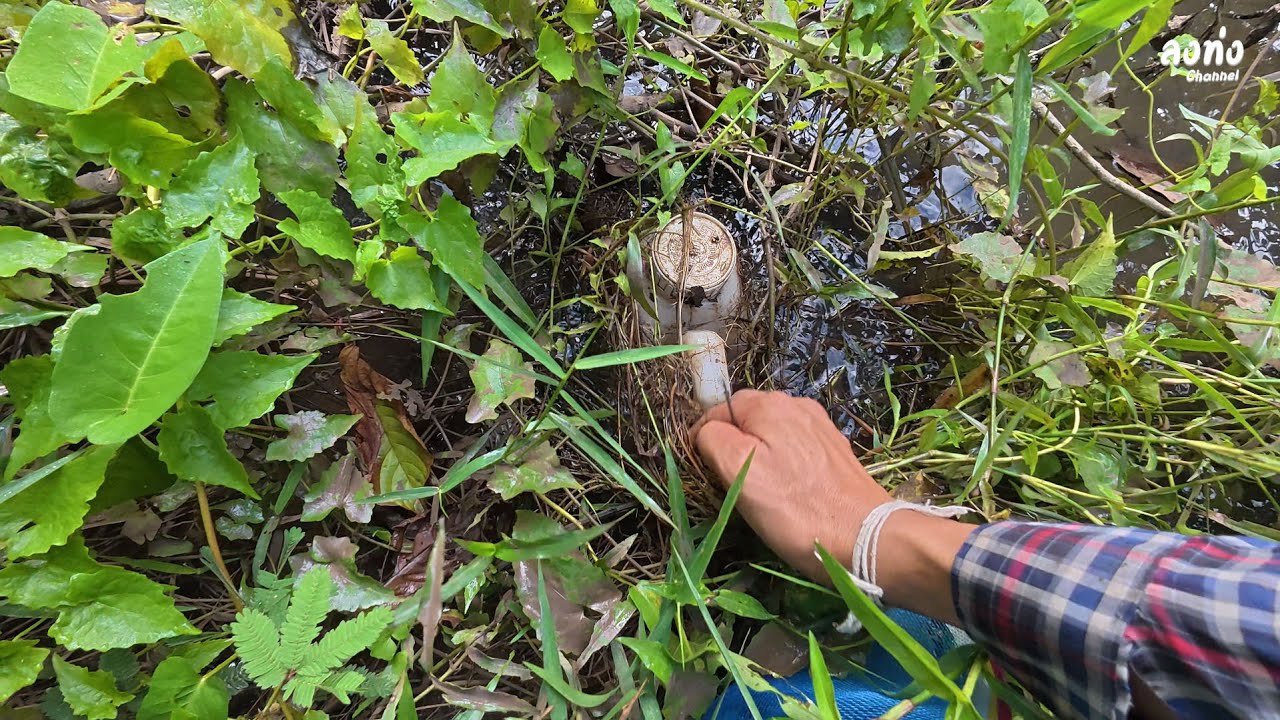 ดักปลาไหลห้วยเก่า จะหมานหรือบ่หมาน