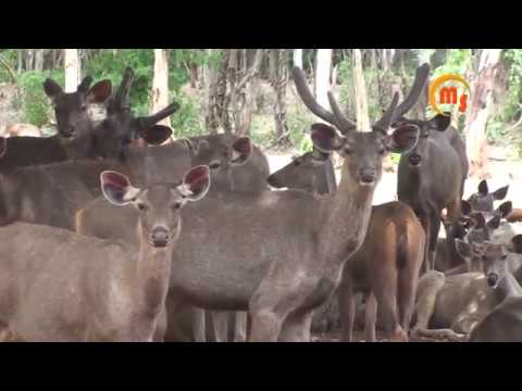 The Sambar Deer | Rusa unicolor insects picture