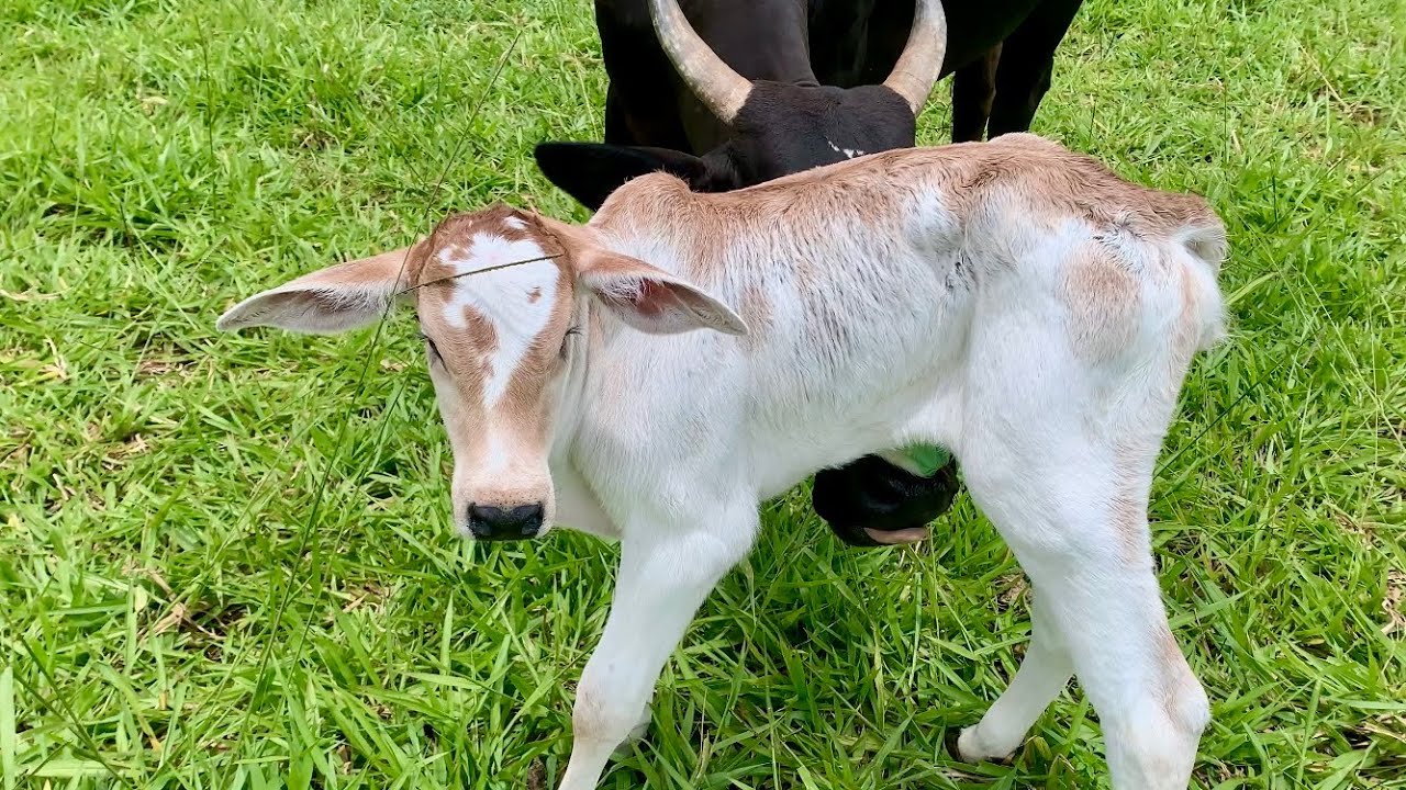 MEIA NOITE pariu sua quarta cria / Trazendo mais vacas para a maternidade