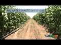 Growing Corn With Drip Irrigation