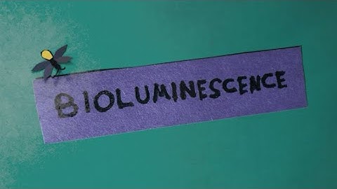 Bioluminescence and Luciferase
