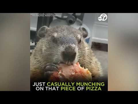 Groundhog munches away on pizza (CUTE VIDEO)