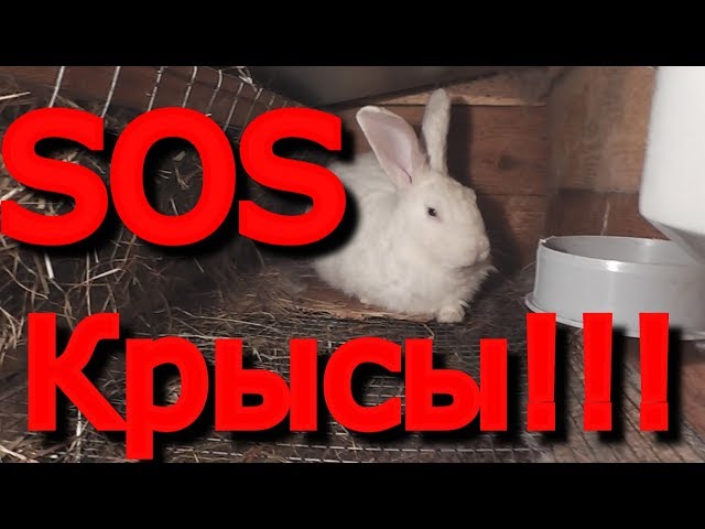 Крысы в гараже.Как избавиться?