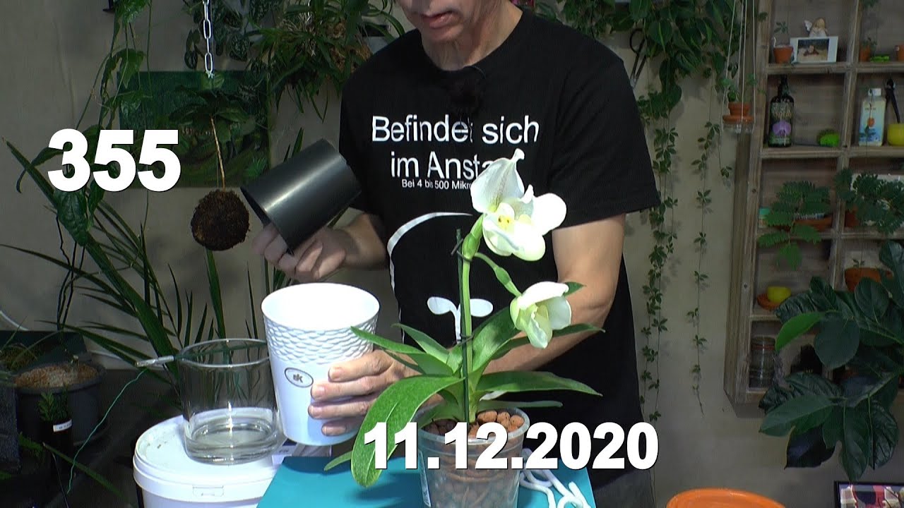 Orchideen Frauenschuh in die Selbstbewässerung. Phalaenopsis Kindel und Blüte auf einer Orchidee