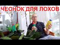 Подкормка орхидей- это просто. Чеснок, банан и зола- для лохов