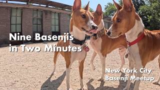 Nine Basenjis in Two Minutes